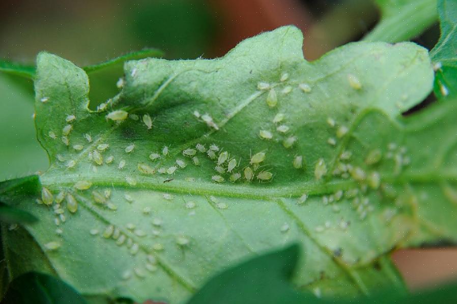 Esses insetos irritantes não são apenas uma surpresa desagradável para os proprietários de plantas