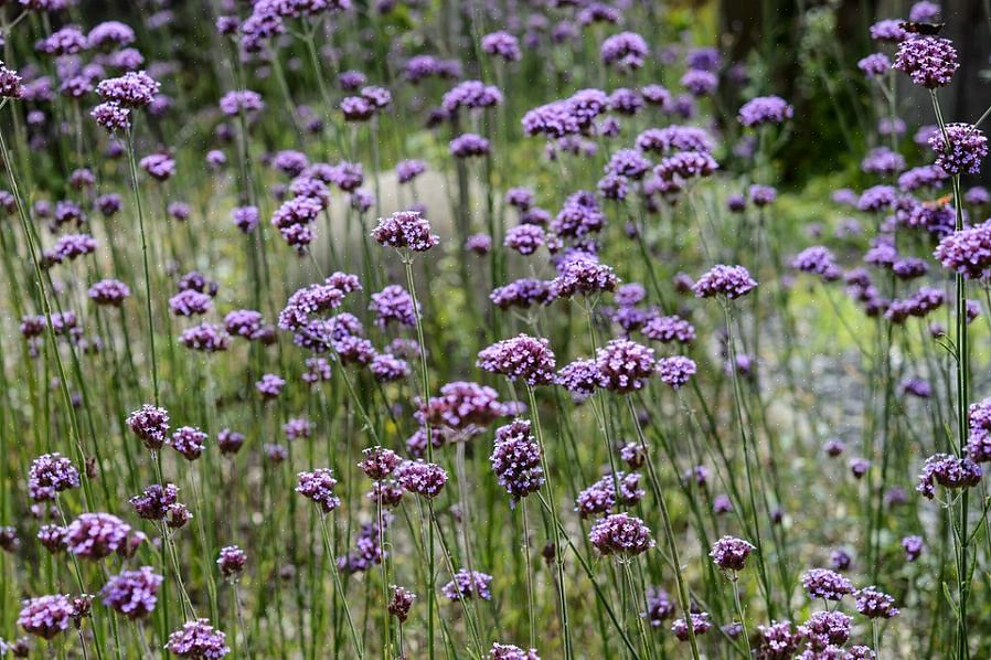 A verbena alta (Verbena bonariensis) é uma planta resistente