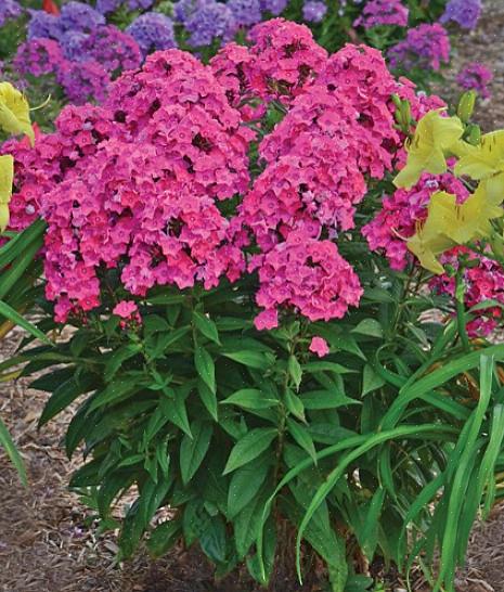 Mas há tantos botões que o período de floração é bastante longo