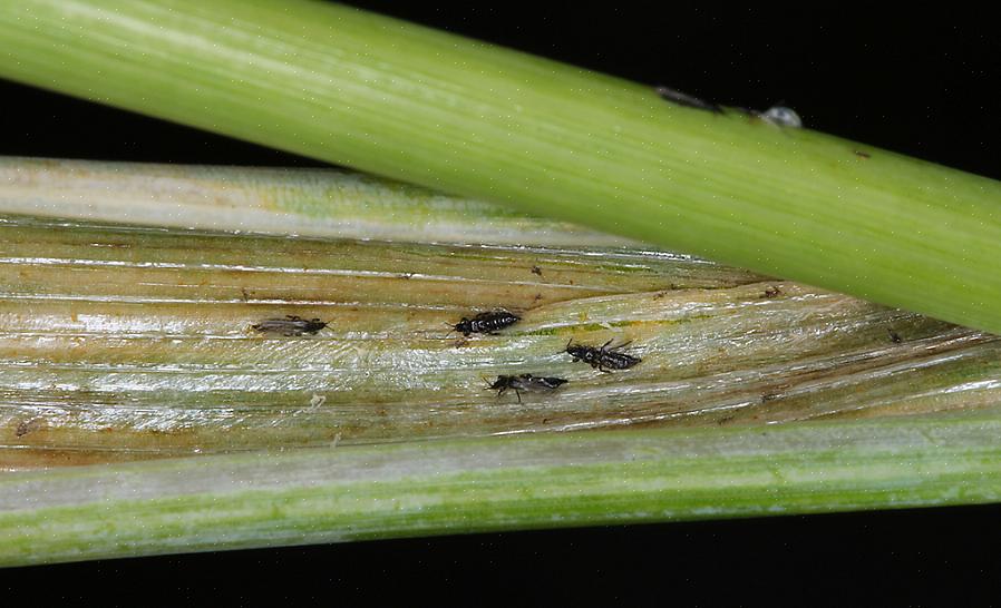 Muitas espécies se alimentam dentro dos botões das plantas ou folhas enroladas