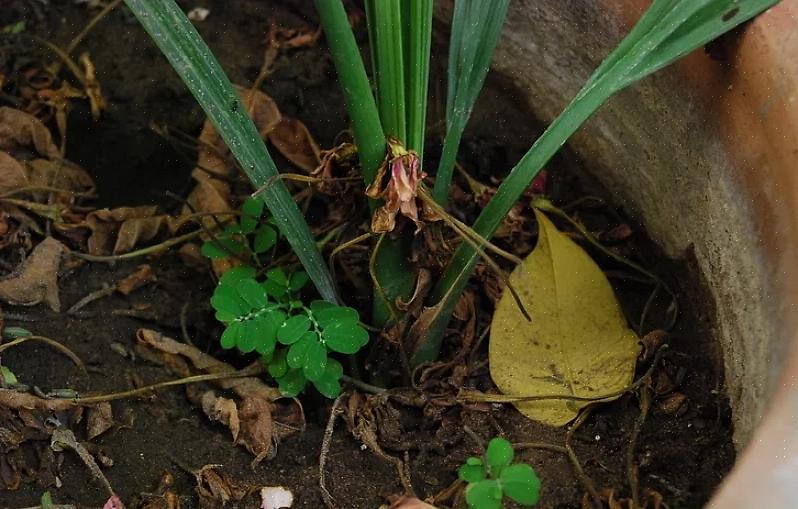 Plantas saudáveis se estabelecerão mais rápido