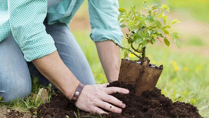 Você pode transplantar plantas de jardim com sucesso em qualquer época do ano