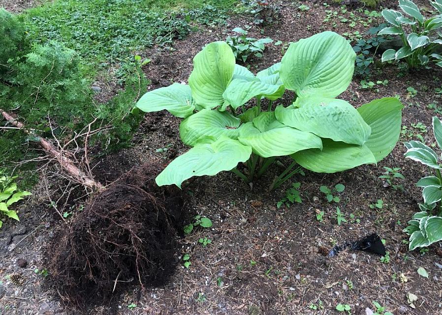 Hostas são plantas resistentes