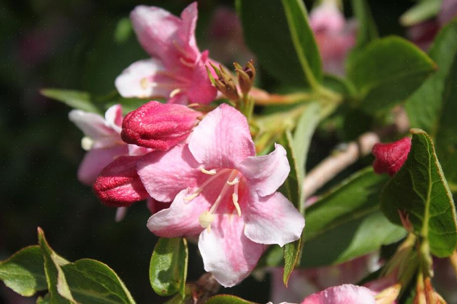 Uma das plantas suscetíveis à murcha do fungo Verticillium