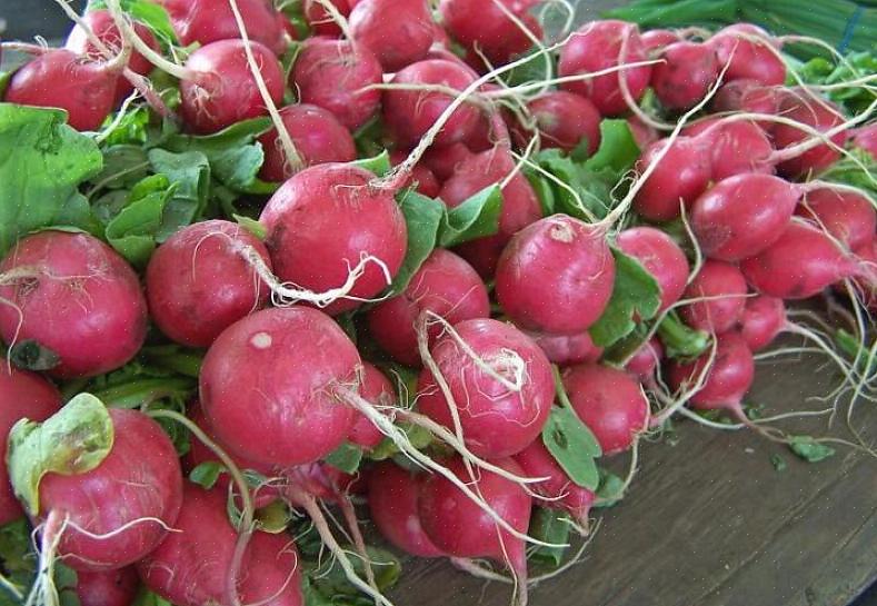 Rabanetes de inverno - as variedades longas de rabanete asiático demoram mais para amadurecer