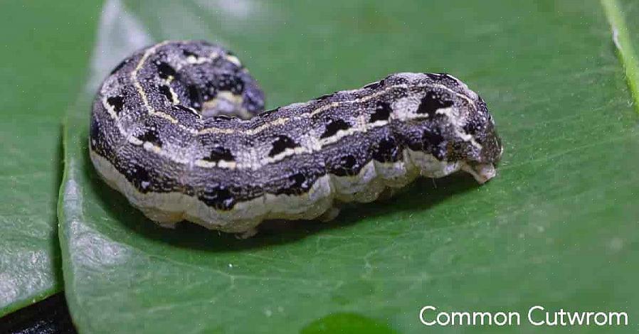 Cutworms são o estágio larval de grandes mariposas cinza-acastanhadas com uma envergadura de aproximadamente