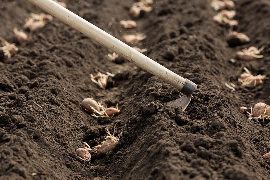 Batatas não crescem como sementes ou não produzem o mesmo tipo de planta quando cultivadas a partir