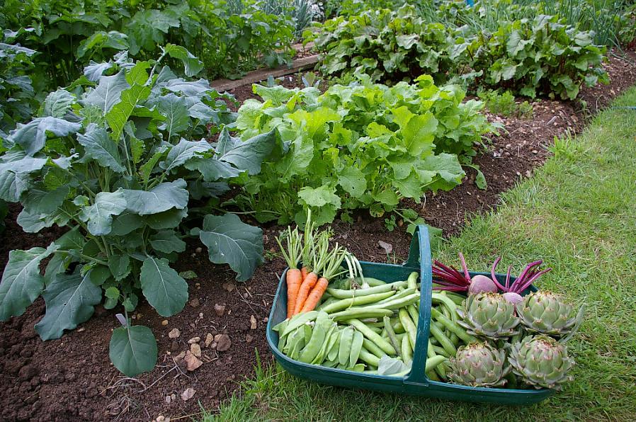 Se você pretende cultivar vegetais à sombra