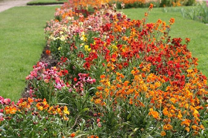 Semeie as sementes diretamente no jardim ou comece-as dentro de casa