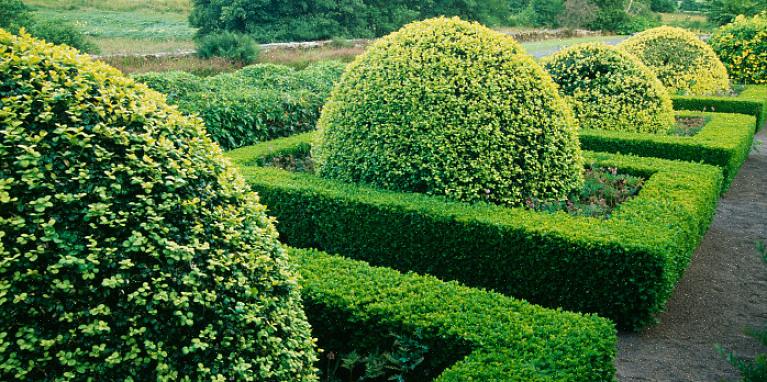 A taxonomia das plantas classifica os arbustos de buxo anão (variedade inglesa) como Buxus sempervirens