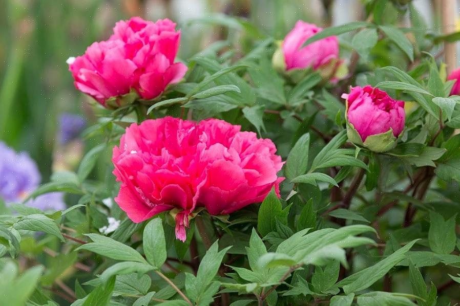 A folhagem permanece atraente por muito tempo depois que as flores são história