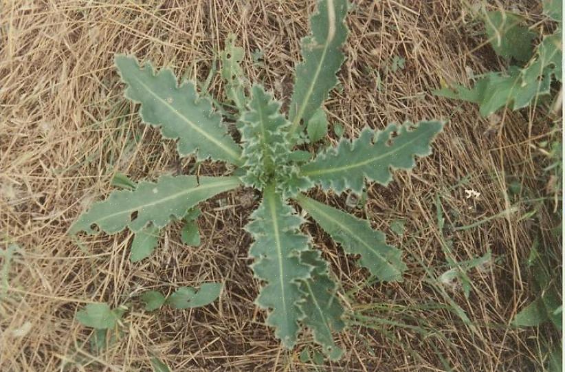 O número de plantas nativas ameaçadas como essas ervas daninhas nocivas invadem seus habitats selvagens