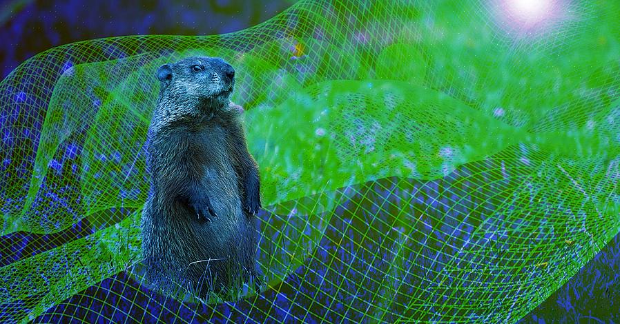 A maneira mais fácil de evitar a dor de cabeça causada pela visão de um jardim devorado por marmotas