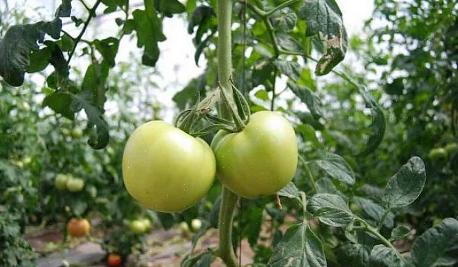 Plante seus tomates mais profundamente do que eles entram no vaso