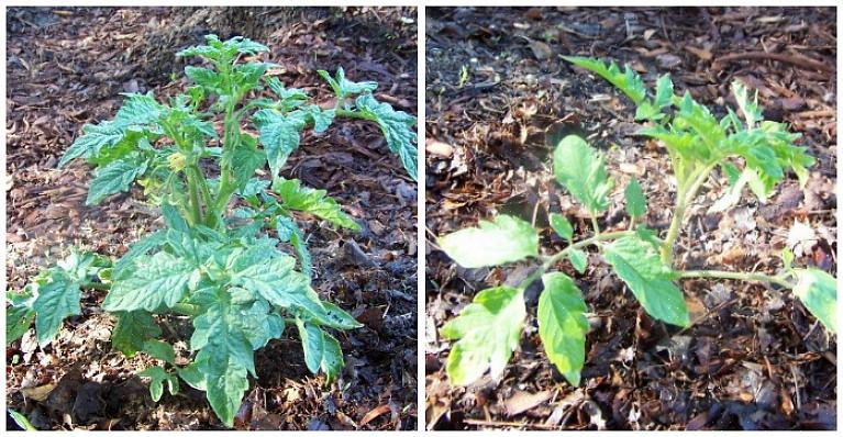 Ao contrário dos tomates determinados que atingem sua altura madura