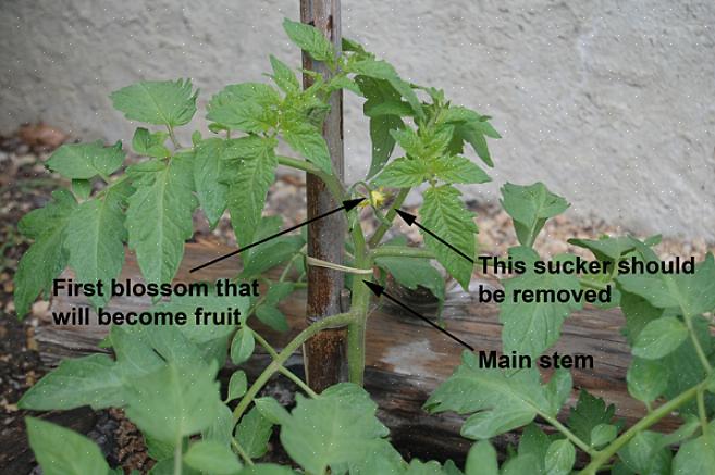 O principal motivo para podar os tomates é que isso ajuda a planta a direcionar sua energia para a produção