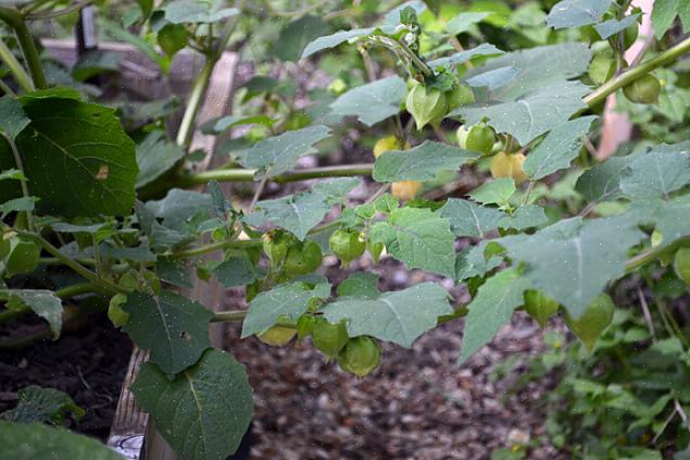 As cerejas moídas crescem bem em qualquer área que tenha uma estação de crescimento relativamente longa