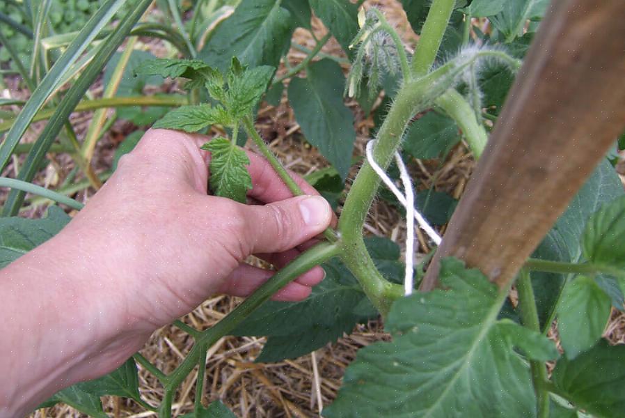 Os sugadores de tomate se tornarão outro caule principal com galhos