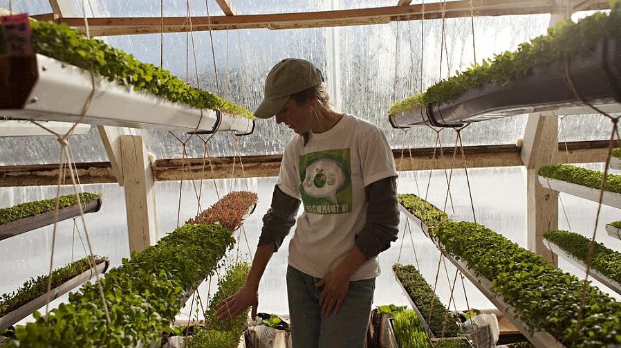 As plantas são capazes de esfriar sem a mesma ameaça de geadas constantes