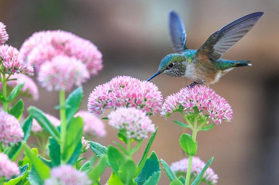 Um bebedouro para pássaros costuma ser a pior escolha para a água do beija-flor