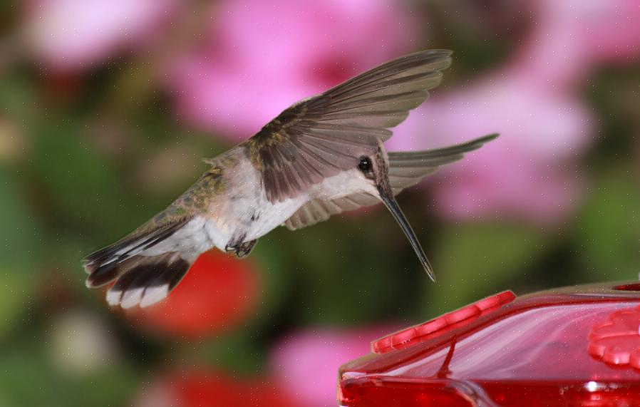 É um momento excelente para limpar os alimentadores do colibri