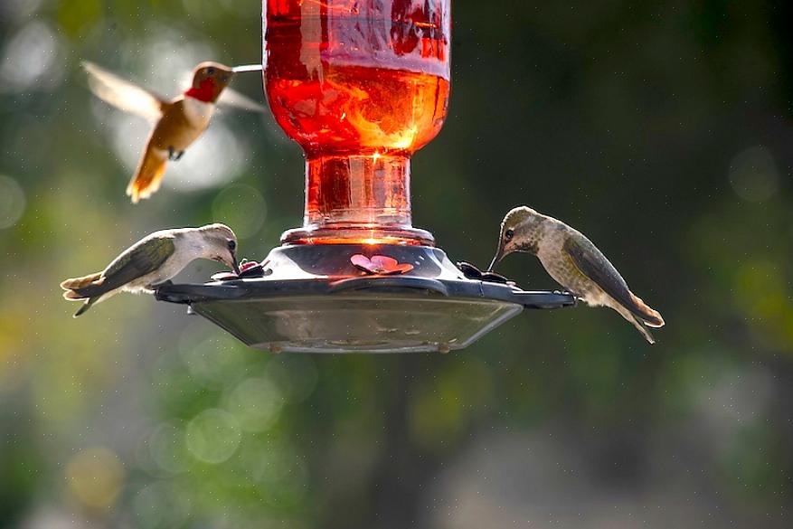 Dicas para o posicionamento do alimentador do colibri