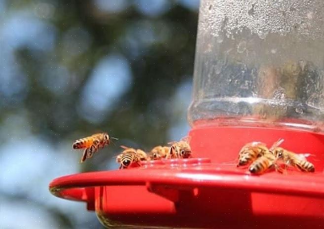 Os observadores de pássaros podem gerenciar seus alimentadores de colibris