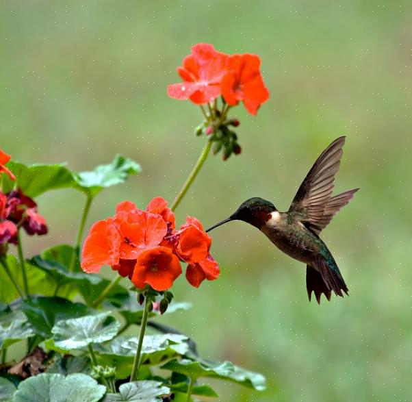 Fornece respingos de cor vermelha para atrair os beija-flores