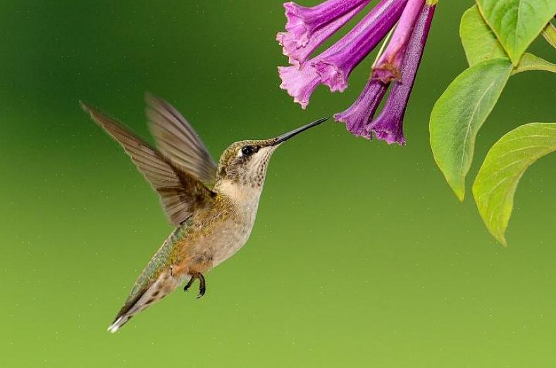 O que pode ajudar a eliminar o problema de insetos em alimentadores de beija-flores