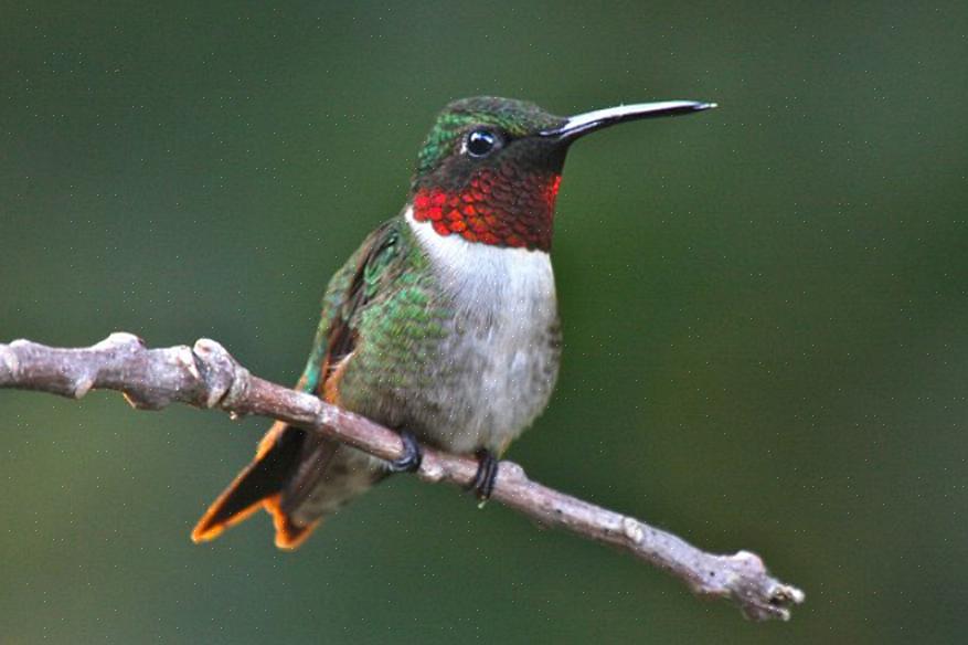 O colibri de garganta rubi é o colibri mais amplamente distribuído