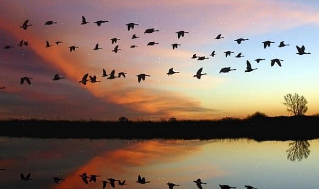 A localização das aves causa um impacto dramático quando começam a migração no outono