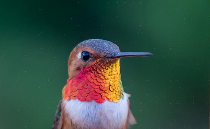 Os colibris ruivos são espécies solitárias