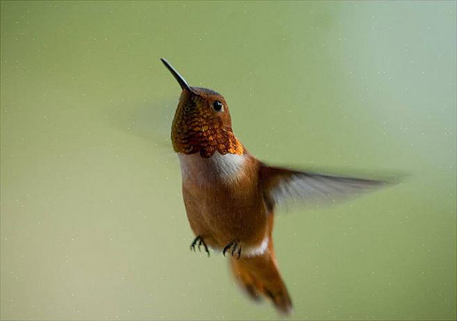 Colibris ruivos foram registrados como hibridizando com os colibris de Anna