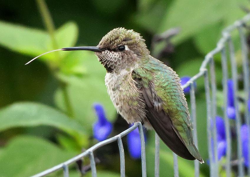 Os colibris de Anna não são extremamente vocais