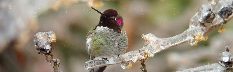 O colibri da Anna é uma estrela permanente das espécies de colibris ocidentais ao longo da costa do Pacífico