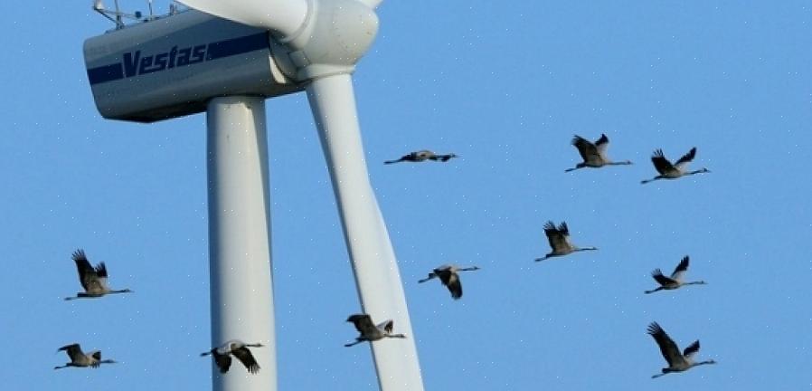 Observadores que entendem as ameaças que as aves migratórias enfrentam