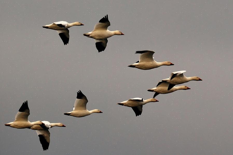 Ou mesmo pegando pistas de outras espécies com necessidades semelhantes podem ajudar as aves a migrar