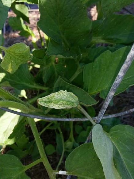 Muitas plantas tolerantes à seca têm folhagem prateada como mecanismo de sobrevivência