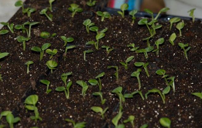 Hostas são plantas bonitas e tolerantes à sombra