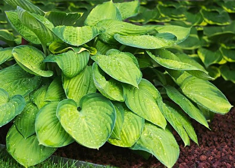 Hostas cultivadas em recipientes precisam de um pouco mais de fertilizante porque perdem nutrientes