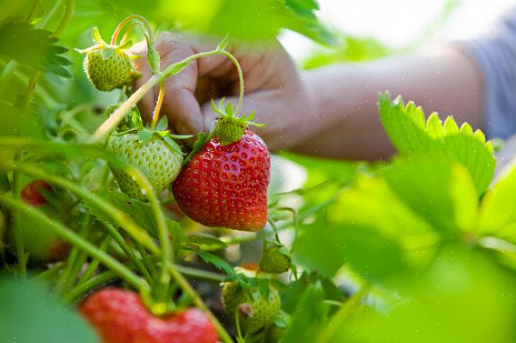 Plantas de morango orgânico que sempre dão frutos produzem frutos desde o final da primavera até o início