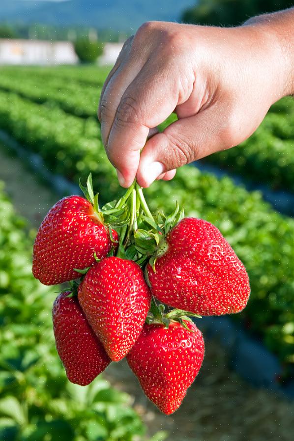 Por que cultivar morangos orgânicos