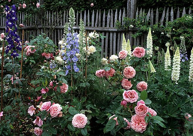 Os caules das flores de 3 metros são perfumados