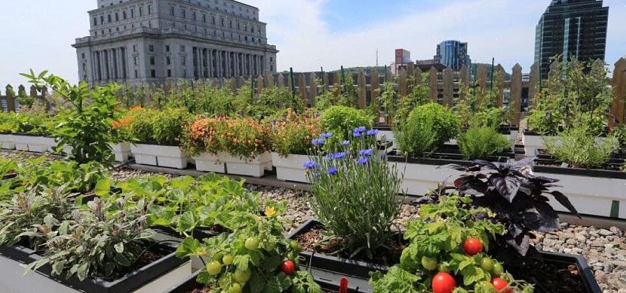 Você pode criar qualquer estilo de jardim no telhado com plantas cultivadas em recipientes