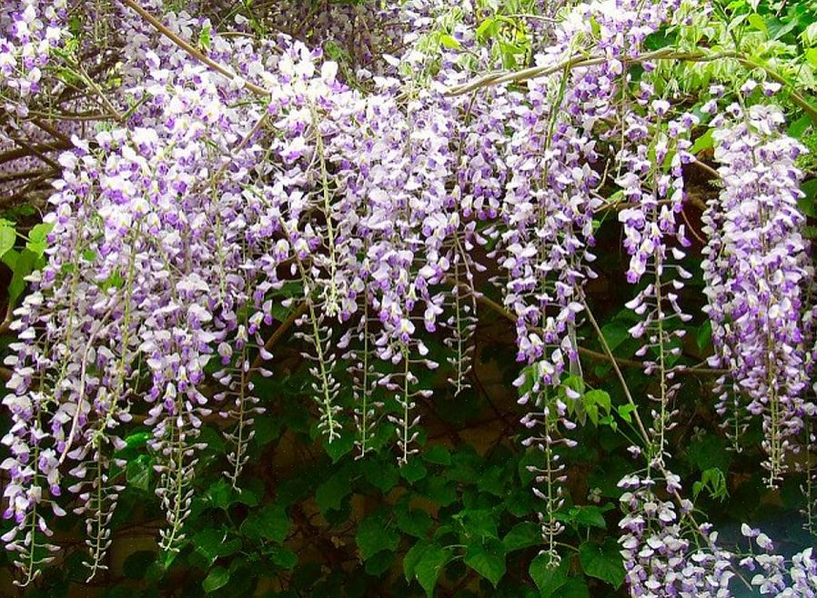 Talvez nenhuma outra categoria de plantas tenha a versatilidade das vinhas com flores