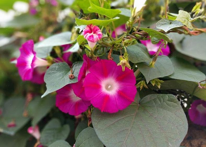 Além das flores de ipomeia azul celestial