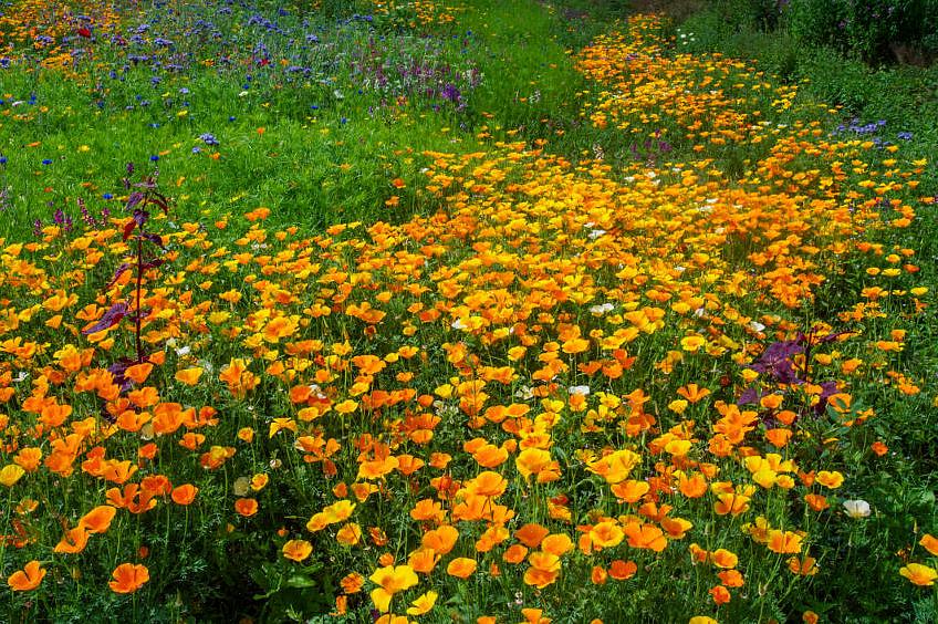 O momento de semear sementes de flores anuais ao ar livre depende do tipo de semente