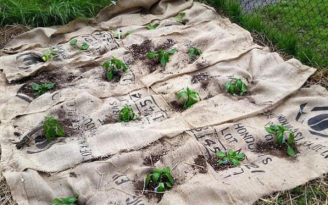 Os jardineiros costumam escolher estopa natural feita de juta