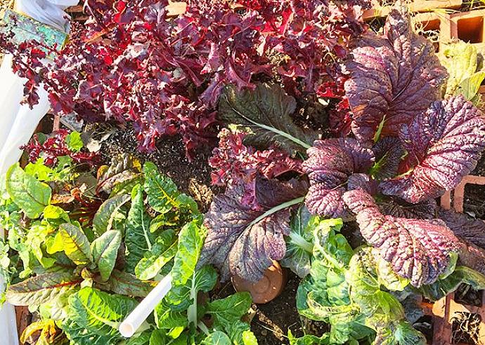 Janeiro não é considerado um mês excelente para jardinagem em muitas áreas