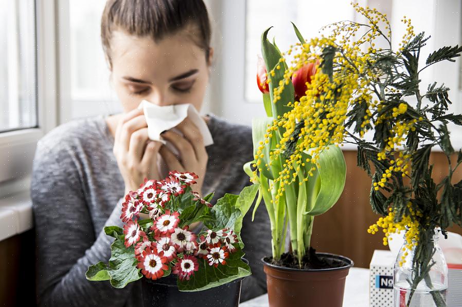 Estas certamente não são as únicas flores que não causam problemas de febre do feno